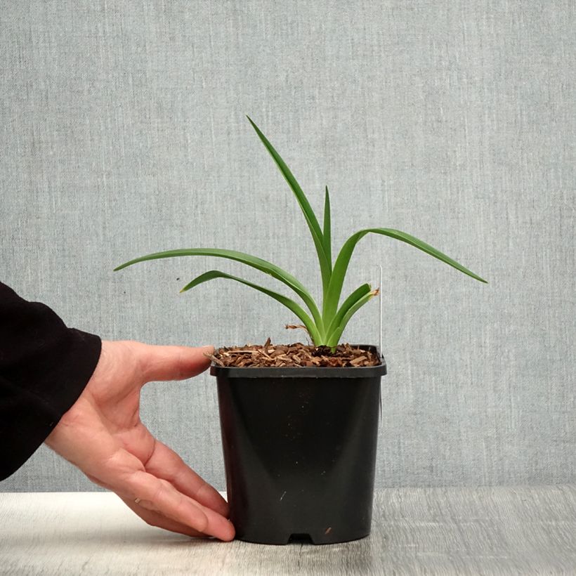 Exemplaar van Hemerocallis Moonlight Masquerade - Daglelie Pot van 1,5 l/2 l zoals geleverd in de lente