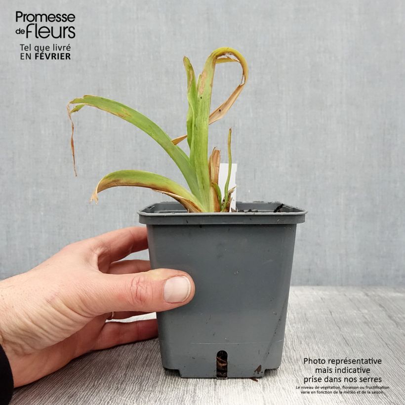 Exemplaar van Hemerocallis Nagasaki - Daglelie Pot van 1 l/1,5 l zoals geleverd in de winter
