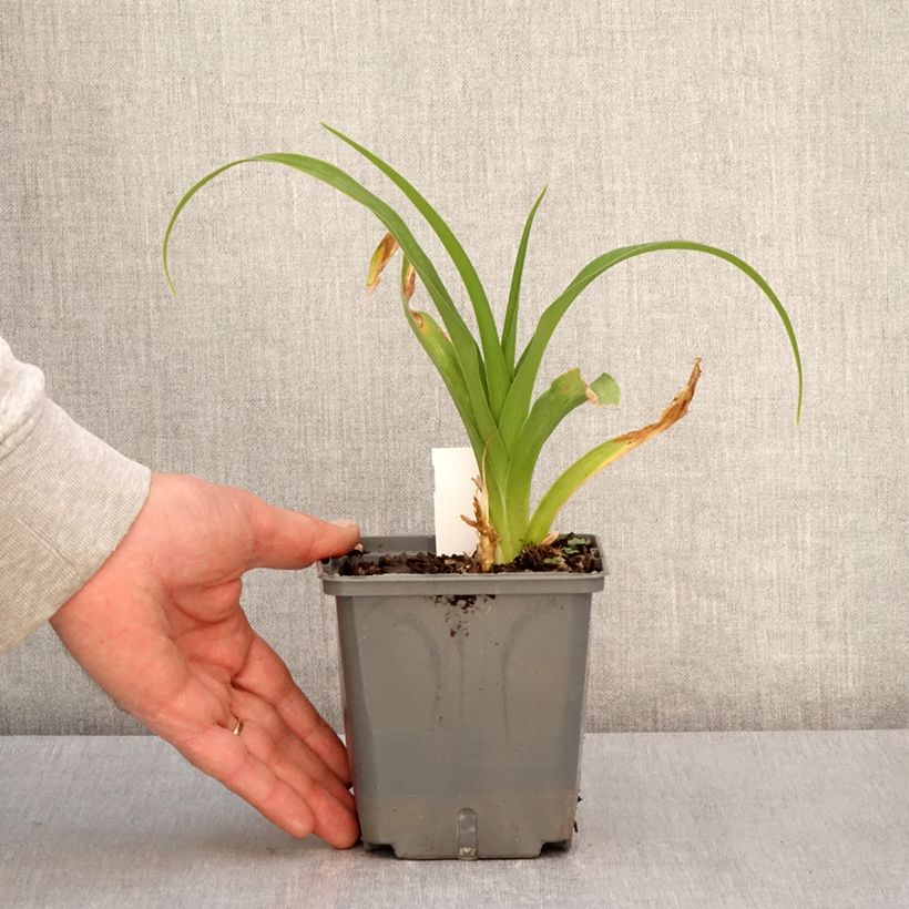 Exemplaar van Hemerocallis Nagasaki - Daglelie Pot van 1 l/1,5 l zoals geleverd in de lente