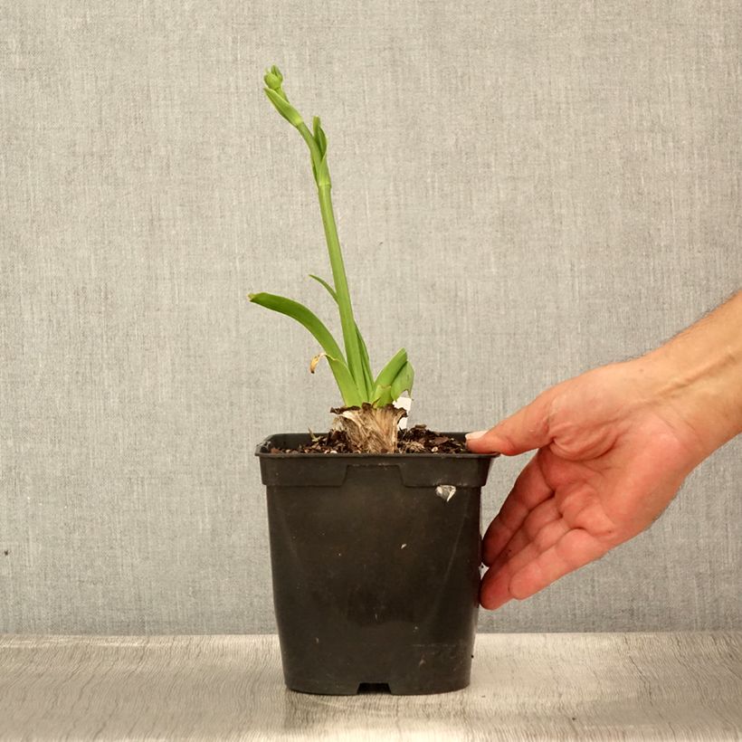 Exemplaar van Hemerocallis Nature's Crown - Daglelie Pot van 1 l/1,5 l zoals geleverd in de zomer