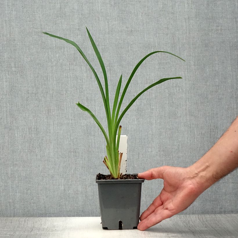 Exemplaar van Hemerocallis Night Embers - Daglelie Pot van 1 l/1,5 l zoals geleverd in de zomer