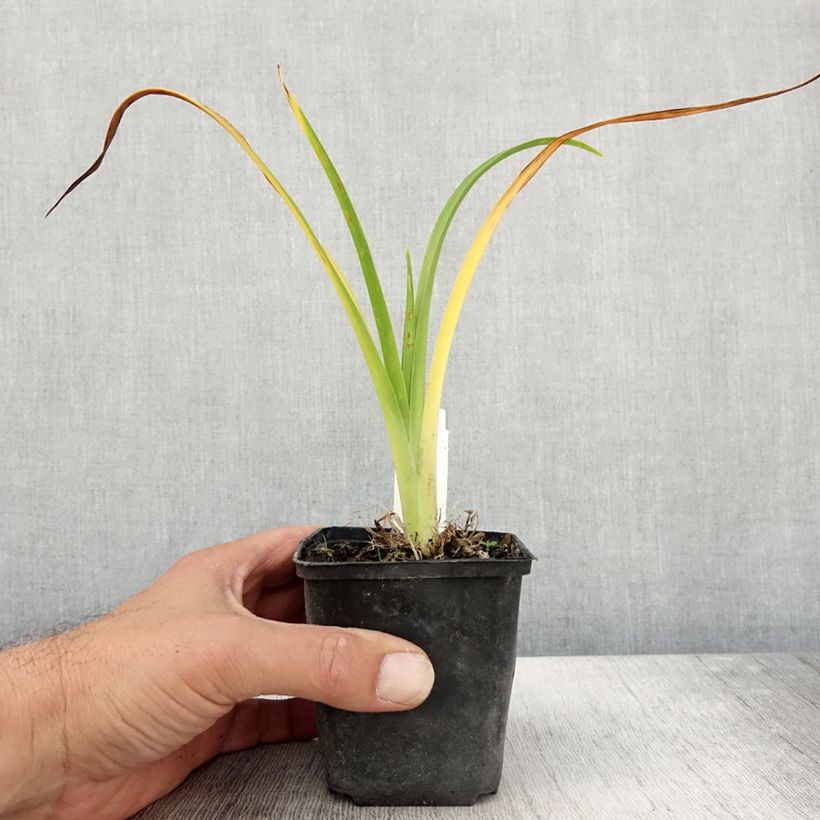 Exemplaar van Hemerocallis Olive Bailey Langdon - Daglelie Kweekpotje van 8/9 cm zoals geleverd in de herfst