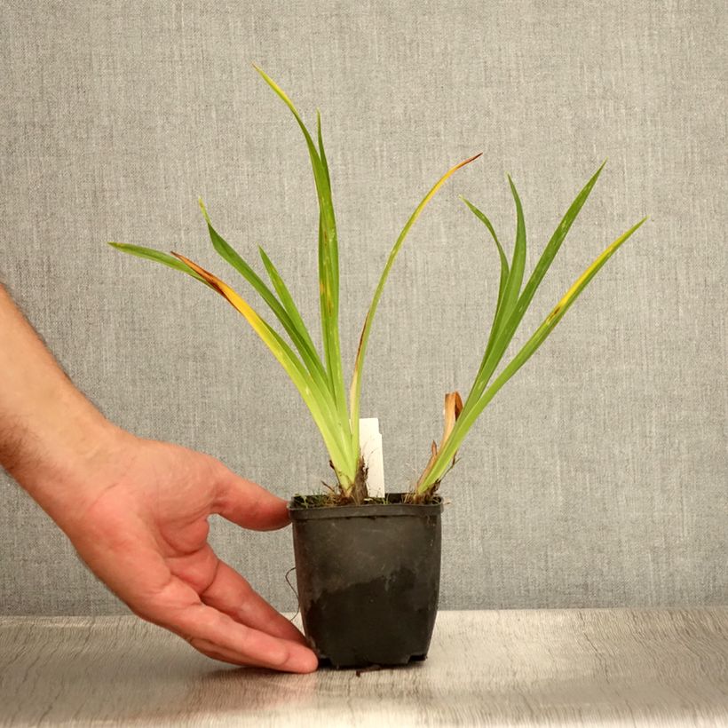Exemplaar van Hemerocallis Olive Bailey Langdon - Daglelie Kweekpotje van 8/9 cm zoals geleverd in de zomer