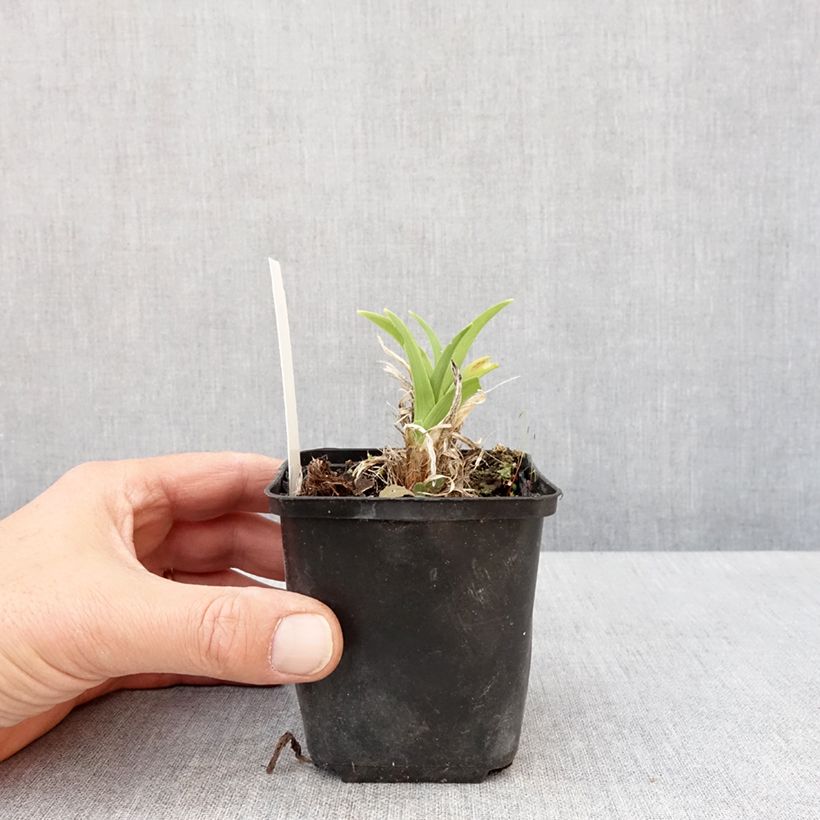 Exemplaar van Hemerocallis Olive Bailey Langdon - Daglelie Kweekpotje van 8/9 cm zoals geleverd in de lente