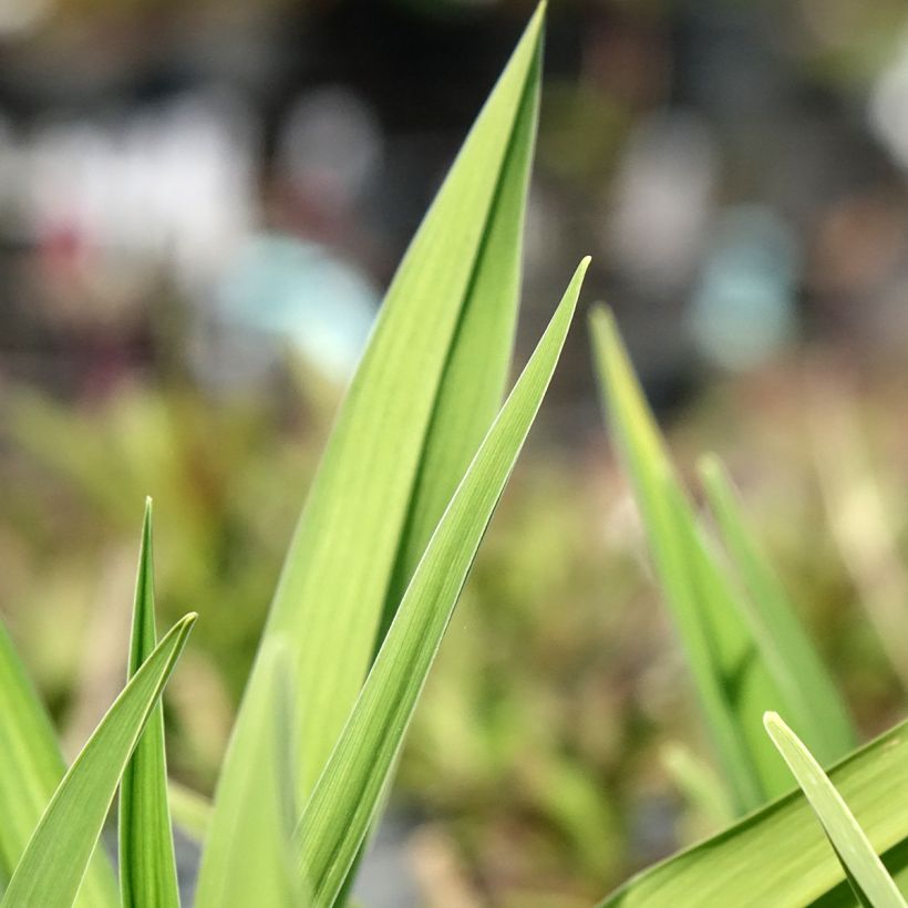 Hemerocallis On and On - Daglelie (Blad)