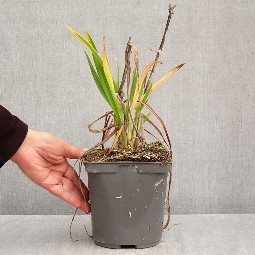 Exemplaar van Hemerocallis On and On - Daglelie Pot van 2 l/3 l zoals geleverd in de herfst