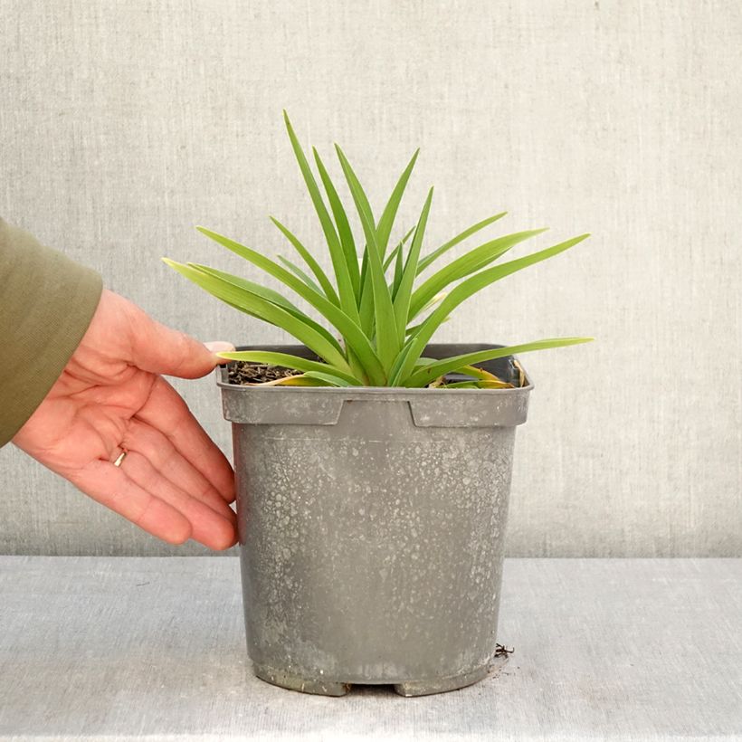 Exemplaar van Hemerocallis On and On - Daglelie Pot van 2 l/3 l zoals geleverd in de lente