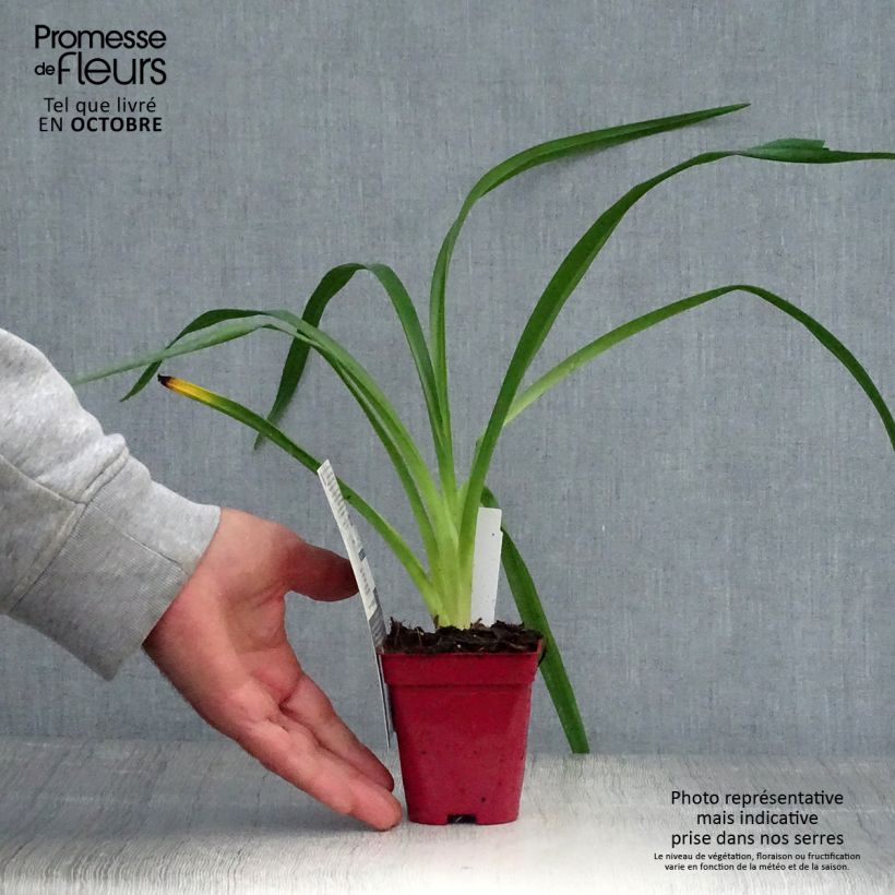 Exemplaar van Hemerocallis Orange Prelude - Daglelie Kweekpotje van 8/9 cm zoals geleverd in de herfst