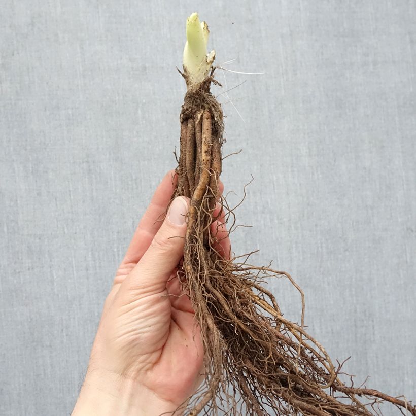 Exemplaar van Hemerocallis Gentle Shepherd - Daglelie Naakte wortel zoals geleverd in de winter