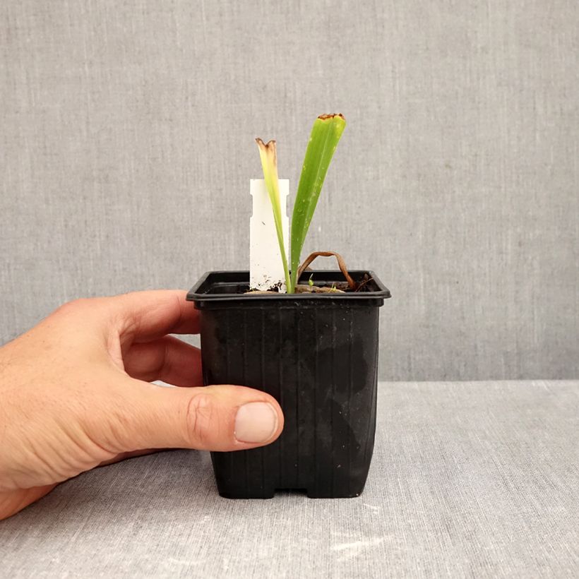Exemplaar van Hemerocallis Patricia Jojo - Daglelie Kweekpotje van 8/9 cm zoals geleverd in de herfst