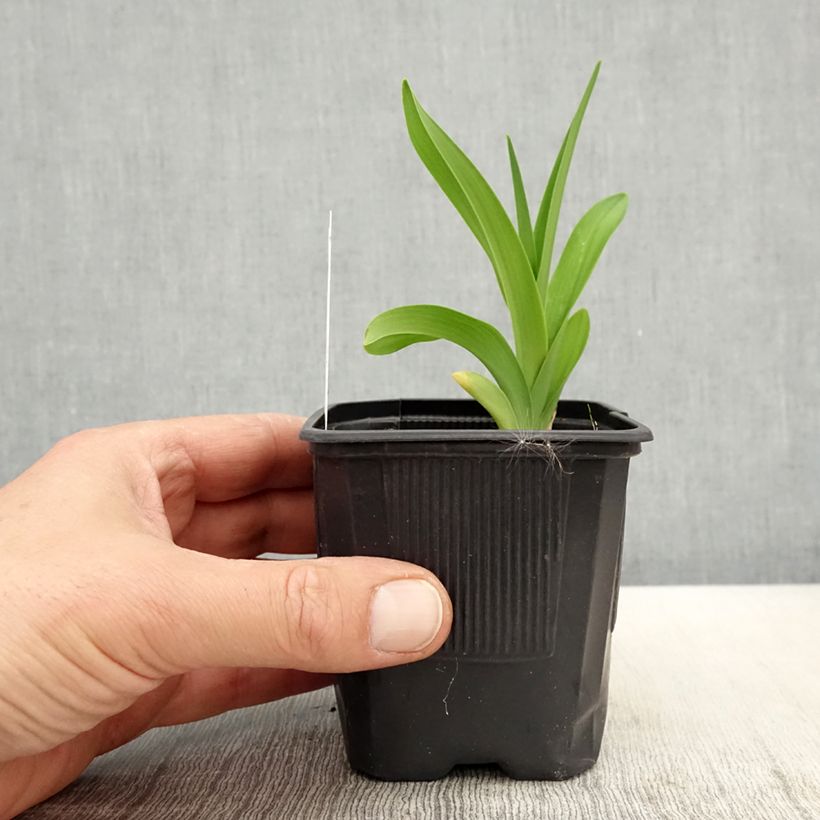 Exemplaar van Hemerocallis Patricia Jojo - Daglelie Kweekpotje van 8/9 cm zoals geleverd in de lente