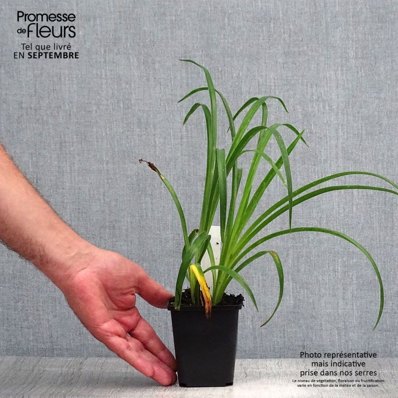 Exemplaar van Hemerocallis Pandora s Box - Daglelie Kweekpotje van 8/9 cm zoals geleverd in de zomer