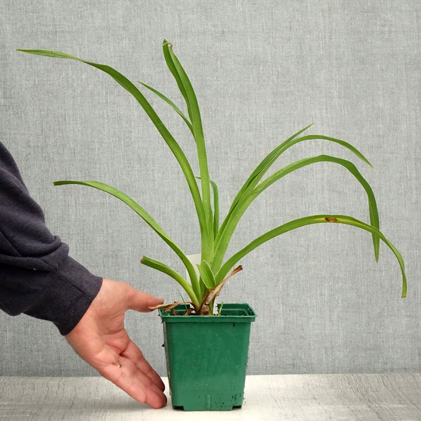 Exemplaar van Hemerocallis Pandora s Box - Daglelie Pot van 1 l/1,5 l zoals geleverd in de zomer