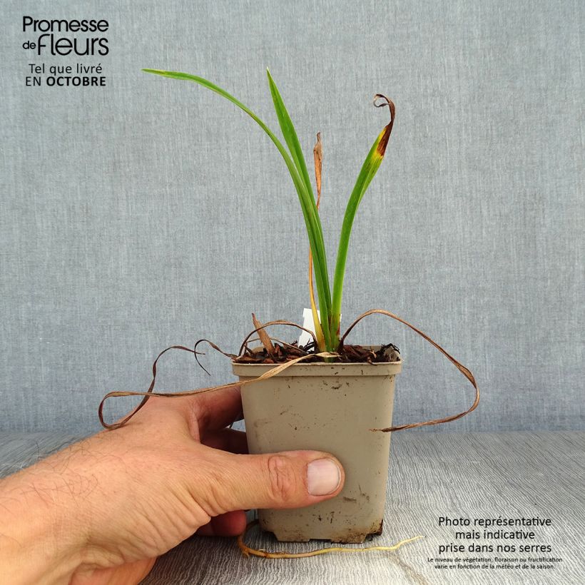 Exemplaar van Hemerocallis Pardon Me - Daglelie Kweekpotje van 8/9 cm zoals geleverd in de herfst
