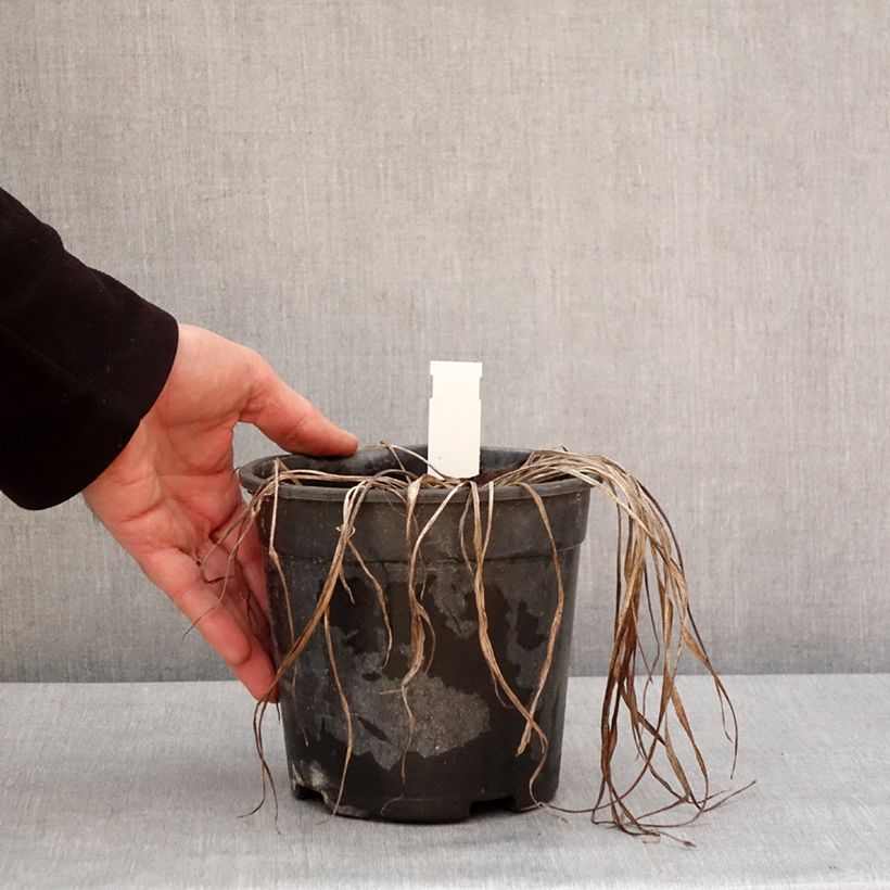 Exemplaar van Hémérocalle Pardon Me - Lis d'un jour rouge sombre. Pot de 2L/3L zoals geleverd in de winter