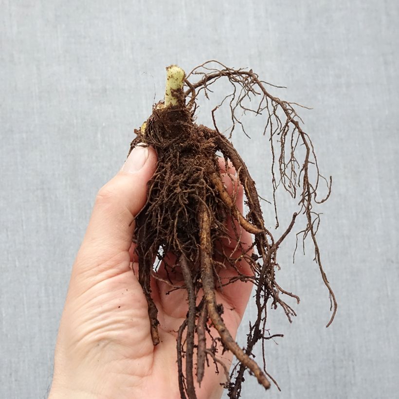 Exemplaar van Hemerocallis Pardon Me - Daglelie Naakte wortel zoals geleverd in de winter