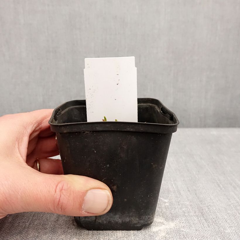 Exemplaar van Hemerocallis Piano Man - Daglelie Kweekpotje van 8/9 cm zoals geleverd in de winter