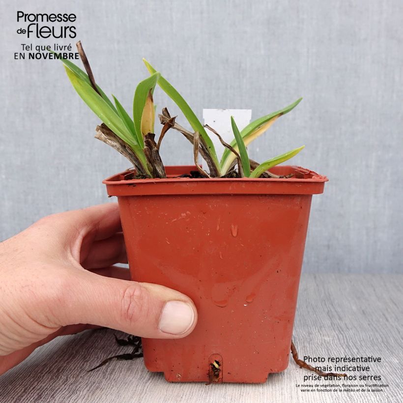 Exemplaar van Hemerocallis Piano Man - Daglelie Pot van 1 l/1,5 l zoals geleverd in de herfst