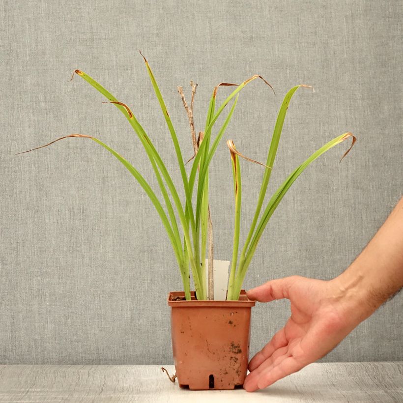 Exemplaar van Hemerocallis Poogie - Daglelie Pot van 1 l/1,5 l zoals geleverd in de zomer
