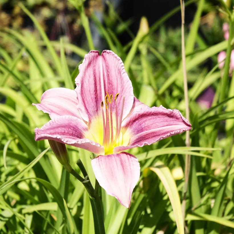 Hemerocallis Prairie Blue Eyes - Daglelie (Bloei)