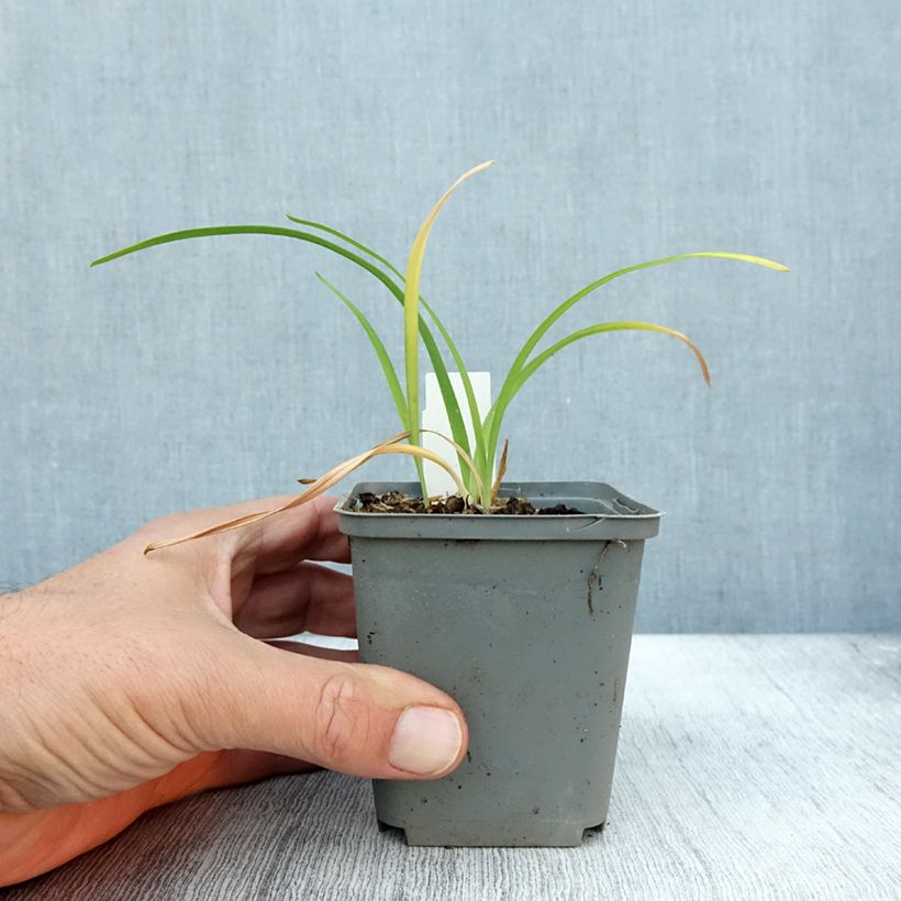 Exemplaar van Hemerocallis Prairie Blue Eyes - Daglelie Kweekpotje van 8/9 cm zoals geleverd in de herfst