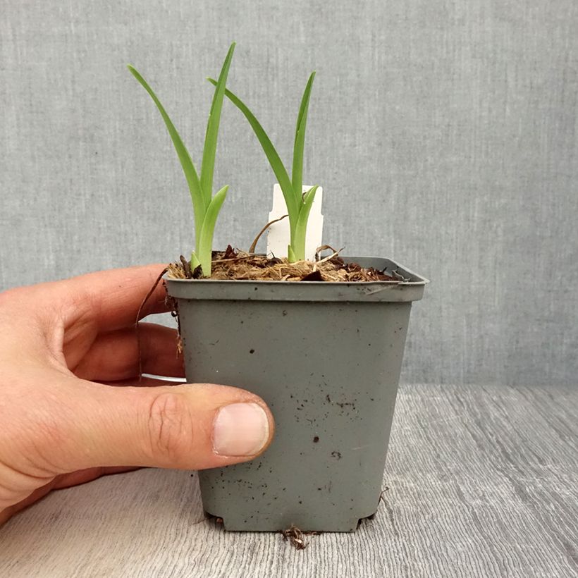 Exemplaar van Hemerocallis Prairie Blue Eyes - Daglelie Kweekpotje van 8/9 cm zoals geleverd in de lente