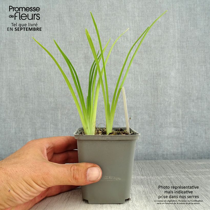 Exemplaar van Hemerocallis Prairie Blue Eyes - Daglelie Pot van 1 l/1,5 l zoals geleverd in de zomer