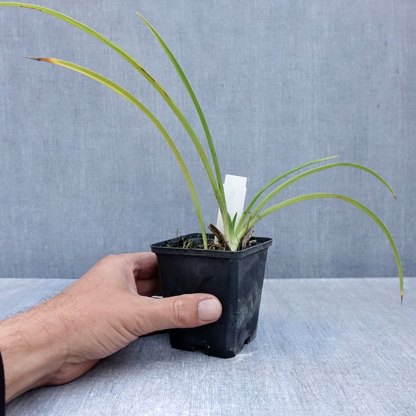 Exemplaar van Hemerocallis Raspberry Candy - Daglelie Kweekpotje van 8/9 cm zoals geleverd in de herfst
