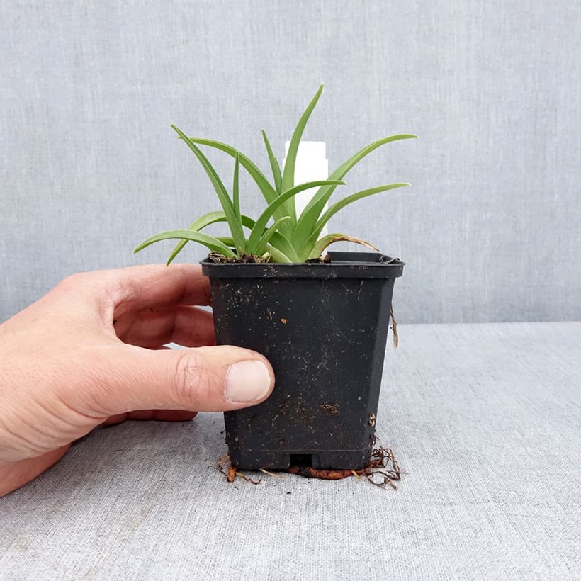 Exemplaar van Hemerocallis Raspberry Candy - Daglelie Kweekpotje van 8/9 cm zoals geleverd in de lente