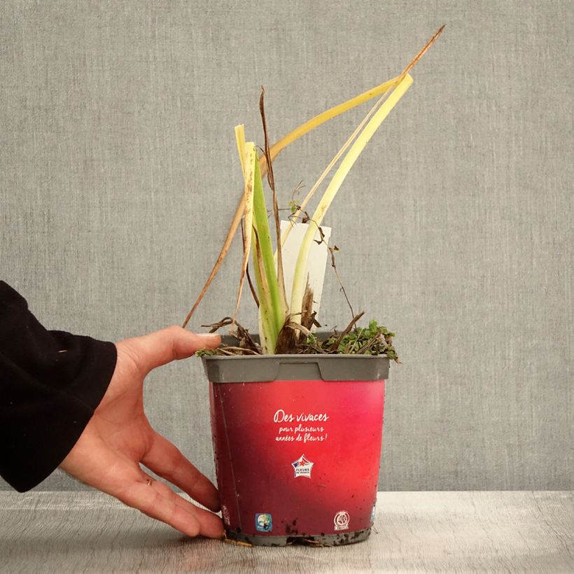 Exemplaar van Hemerocallis Red Rum - Daglelie Pot van 2 l/3 l zoals geleverd in de herfst