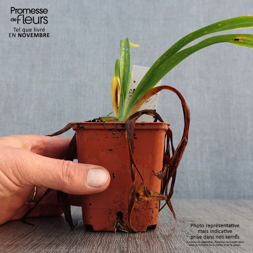 Exemplaar van Hemerocallis Roswitha - Daglelie Kweekpotje van 8/9 cm zoals geleverd in de herfst