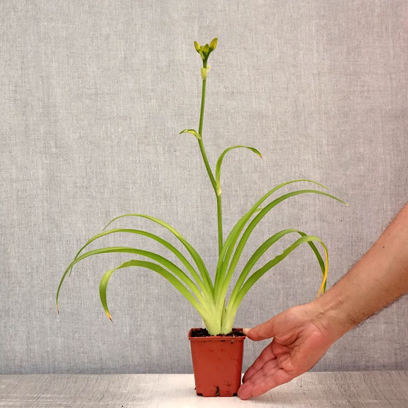Exemplaar van Hemerocallis Roswitha - Daglelie Kweekpotje van 8/9 cm zoals geleverd in de zomer