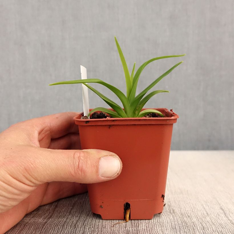 Exemplaar van Hemerocallis Roswitha - Daglelie Kweekpotje van 8/9 cm zoals geleverd in de lente