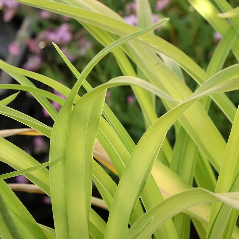 Hemerocallis Roswitha - Daglelie (Blad)