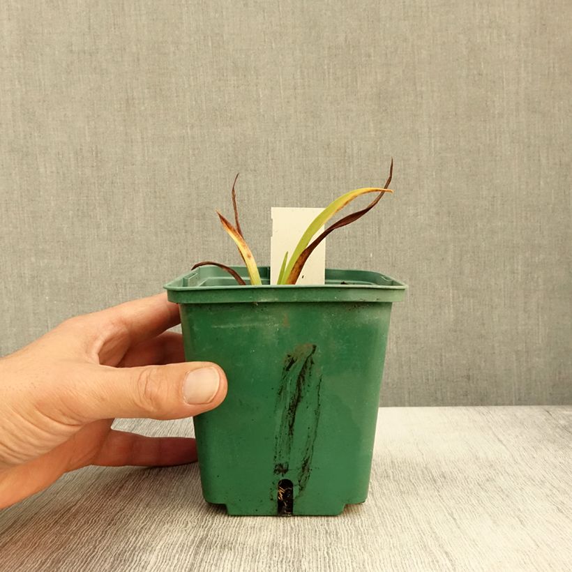Exemplaar van Hémérocalle Roswitha - Lis d'un jour Pot de 1,5L/2L zoals geleverd in de herfst