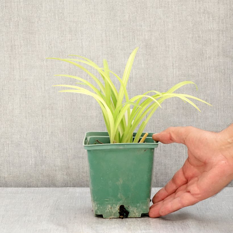 Exemplaar van Hemerocallis Roswitha - Daglelie Pot van 1,5 l/2 l zoals geleverd in de zomer