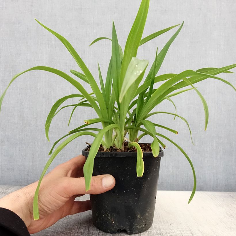 Exemplaar van Hemerocallis Roswitha - Daglelie Pot van 1,5 l/2 l zoals geleverd in de lente