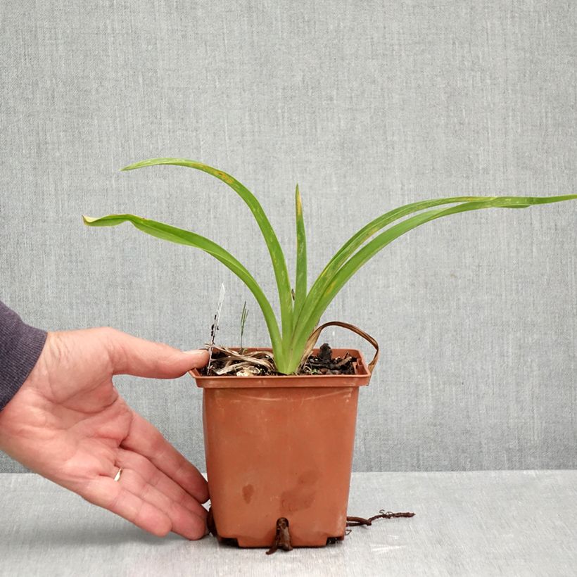 Exemplaar van Hemerocallis Sabine Baur - Daglelie Pot van 1 l/1,5 l zoals geleverd in de herfst