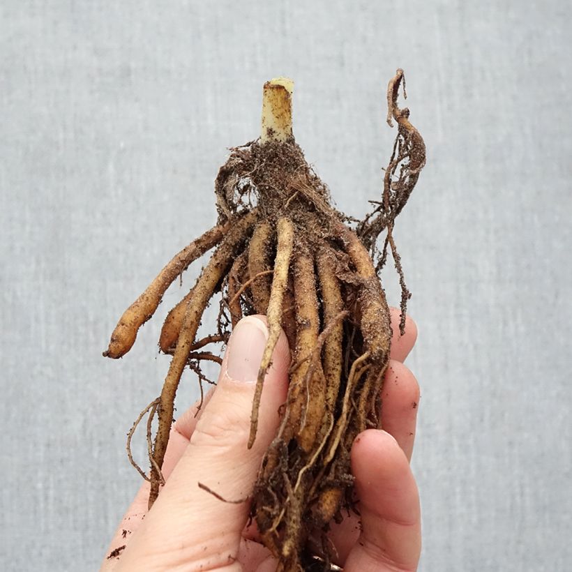 Exemplaar van Hemerocallis Sabine Baur - Daglelie Naakte wortel zoals geleverd in de winter