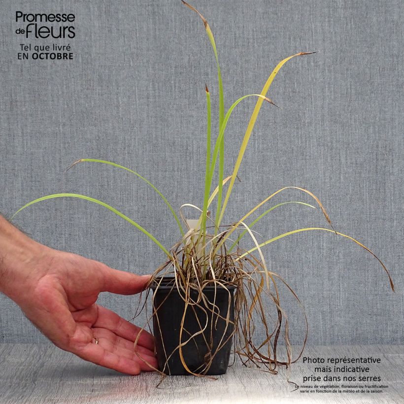 Exemplaar van Hemerocallis Sammy Russell - Daglelie Kweekpotje van 8/9 cm zoals geleverd in de herfst