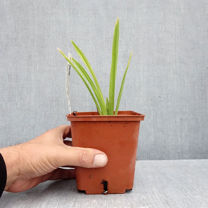 Exemplaar van Hemerocallis Siloam Double Classic - Daglelie Pot van 1 l/1,5 l zoals geleverd in de herfst