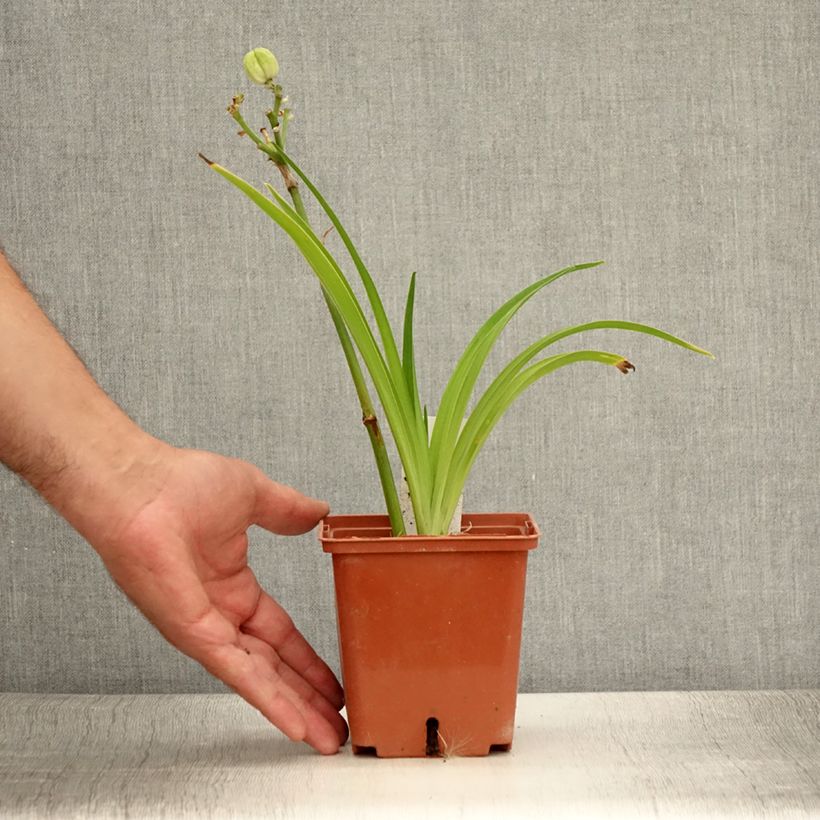 Exemplaar van Hemerocallis Siloam Ribbon Candy - Daglelie Pot van 1 l/1,5 l zoals geleverd in de zomer