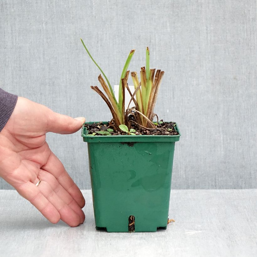 Exemplaar van Hemerocallis Siloam Virginia Henson - Daglelie Pot van 1 l/1,5 l zoals geleverd in de herfst