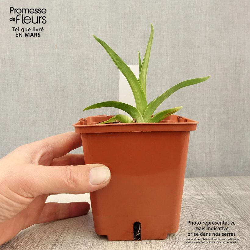 Exemplaar van Hemerocallis Siloam Virginia Henson - Daglelie Pot van 1 l/1,5 l zoals geleverd in de lente