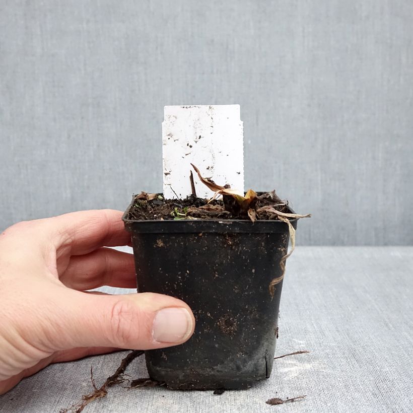 Exemplaar van Hemerocallis Snowy Eyes - Daglelie Kweekpotje van 8/9 cm zoals geleverd in de winter