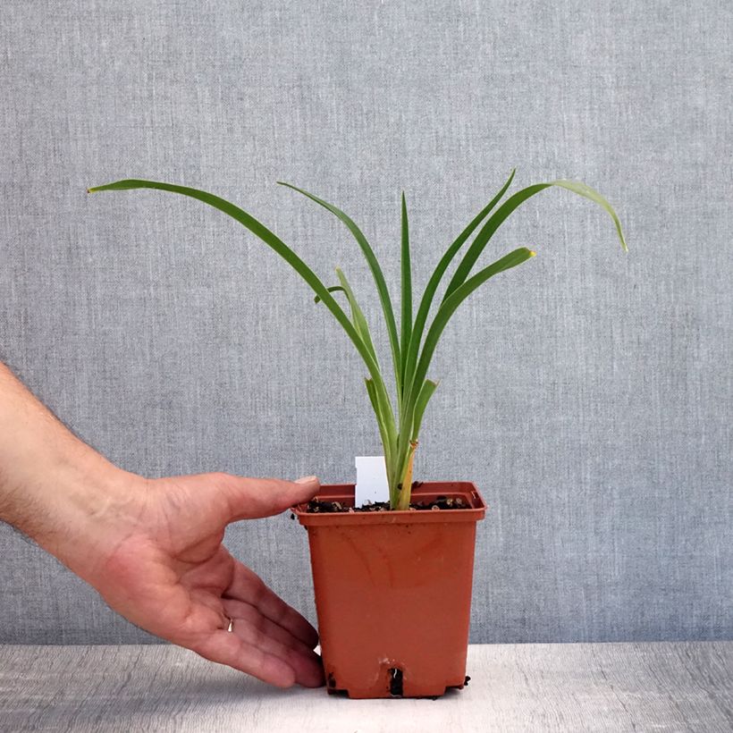 Exemplaar van Hemerocallis Snowy Eyes - Daglelie Pot van 1 l/1,5 l zoals geleverd in de zomer