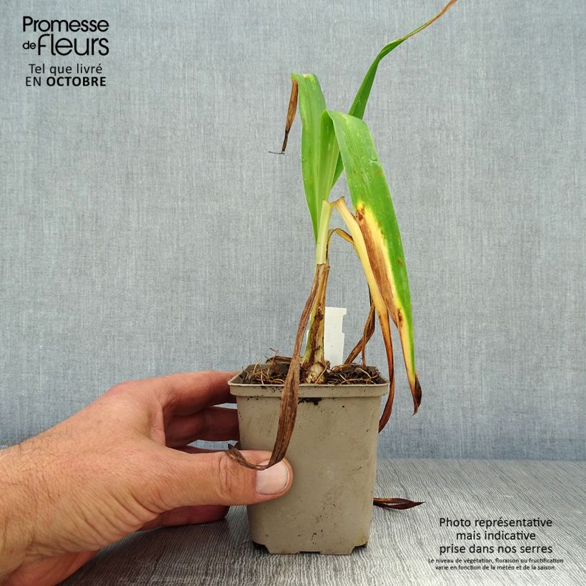 Exemplaar van Hemerocallis South Seas - Daglelie Kweekpotje van 8/9 cm zoals geleverd in de herfst