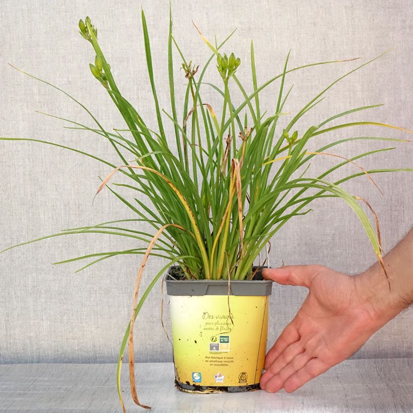 Exemplaar van Hemerocallis Stella de Oro - Daglelie Pot van 2 l/3 l zoals geleverd in de zomer