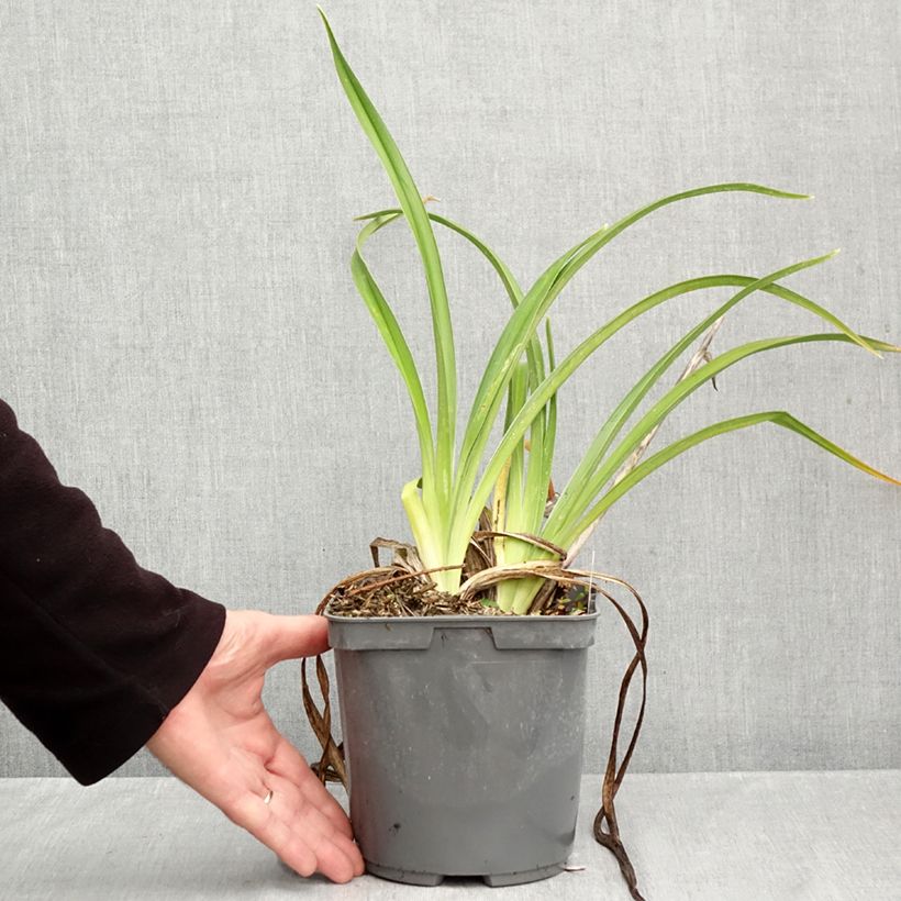 Exemplaar van Hemerocallis Strawberry Candy - Daglelie Pot van 2 l/3 l zoals geleverd in de herfst