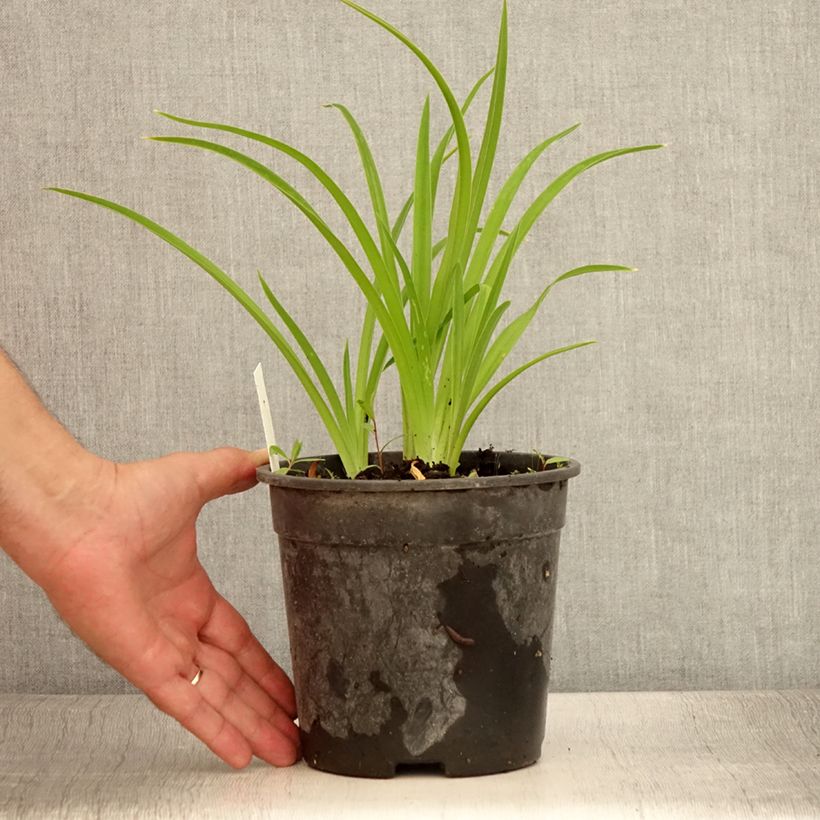 Exemplaar van Hemerocallis Strawberry Candy - Daglelie Pot van 2 l/3 l zoals geleverd in de zomer